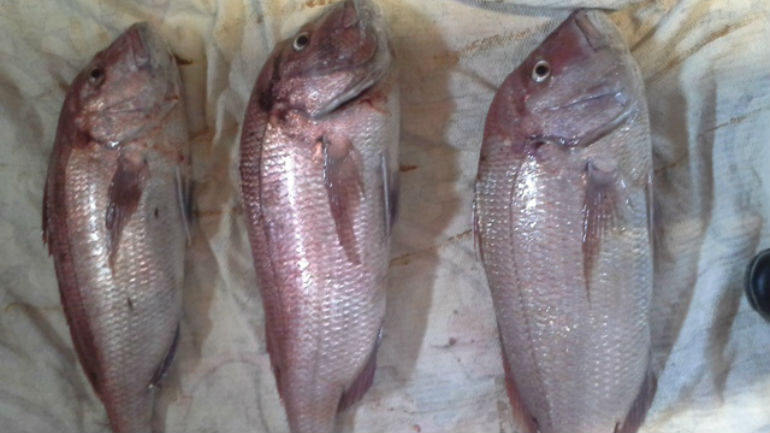 Σκιάθος: Κατασχέθηκαν 17 κιλά φαγκρί από σκάφος ψαρά Σκιάθος: Κατασχέθηκαν 17 κιλά φαγκρί από σκάφος ψαρά