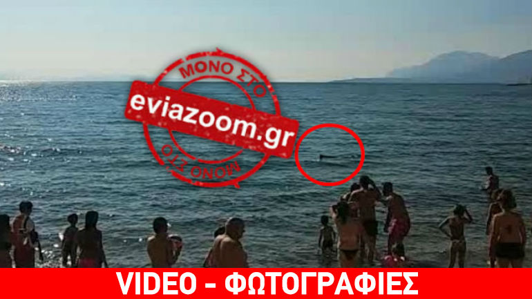 Εύβοια: Γιγάντιο ψάρι σκόρπισε τον πανικό σε παραλία Εύβοια: Γιγάντιο ψάρι σκόρπισε τον πανικό σε παραλία
