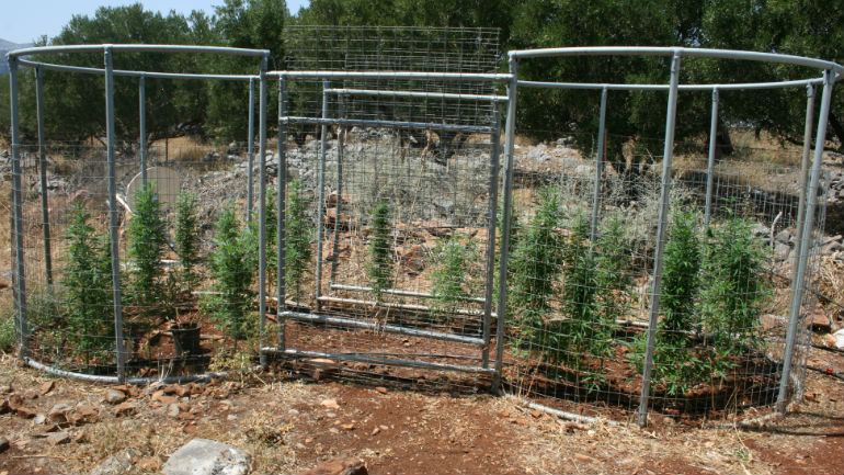 Άγιος Νικόλαος: Χασισοφυτεία με… άρωμα γυναίκας