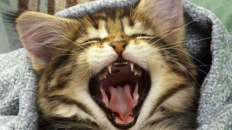 Τρίκαλα: Οι γάτες την έστειλαν στο νοσοκομείο