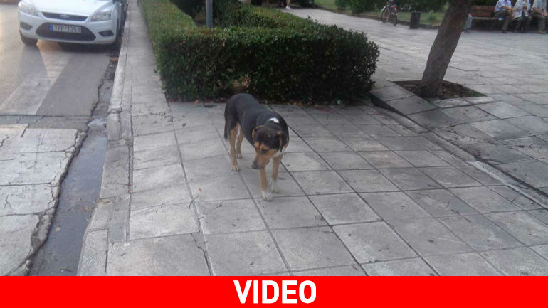 Τα Τρίκαλα απέκτησαν… τον δικό τους Λουκάνικο