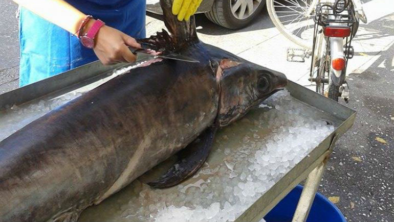 Πρέβεζα: Η πλούσια ψαριά τούς έβαλε σε μπελάδες