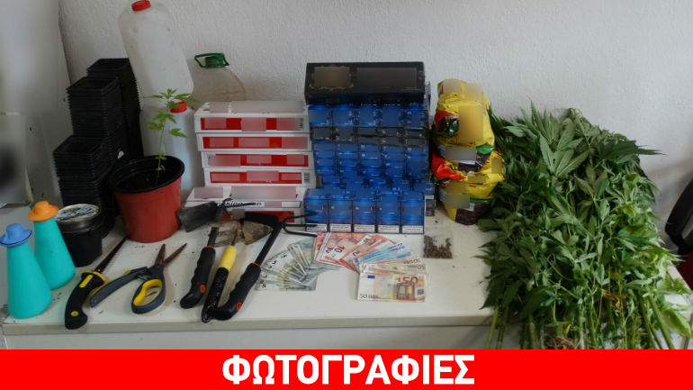 Βέροια: Χειροπέδες για… 43 δενδρύλλια κάνναβης