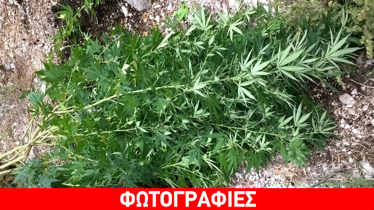 Κέρκυρα: Καλλιεργούσε 47 δενδρύλλια κάνναβης