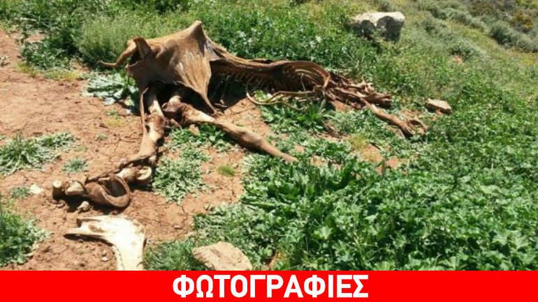 Ηράκλειο: Έδεσε άλογα και τα άφησε να πεθάνουν