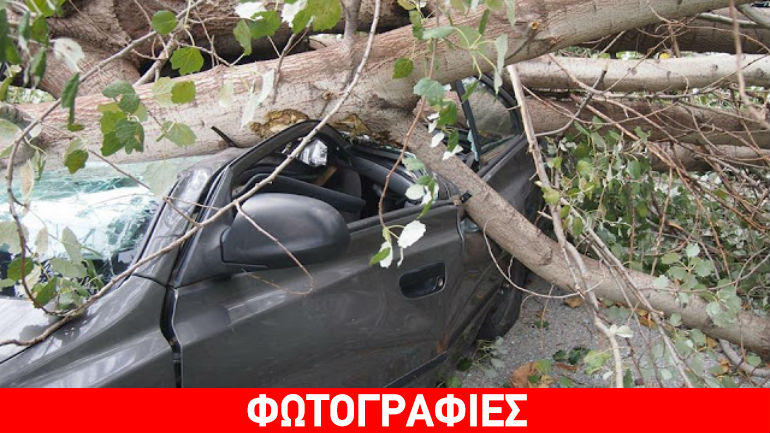 Κομοτηνή: Δέντρο «έλιωσε» αυτοκίνητο