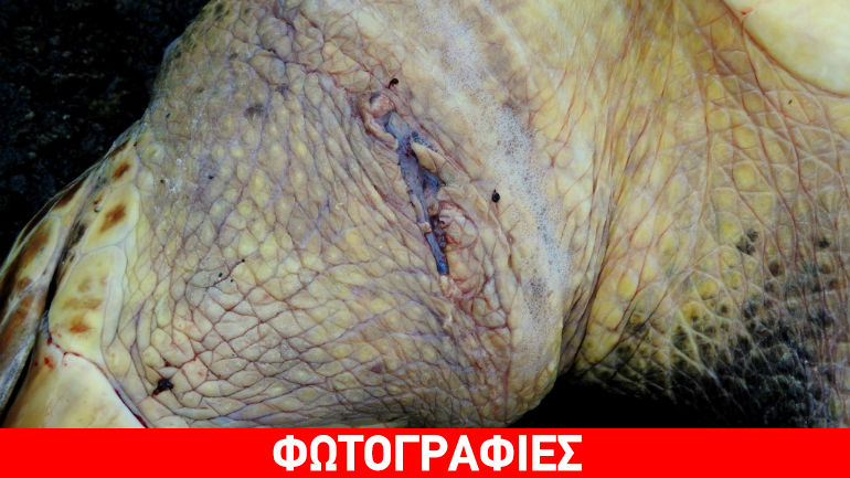 Νάξος: Νεκρή χελώνα από μαχαιριά στον λαιμό