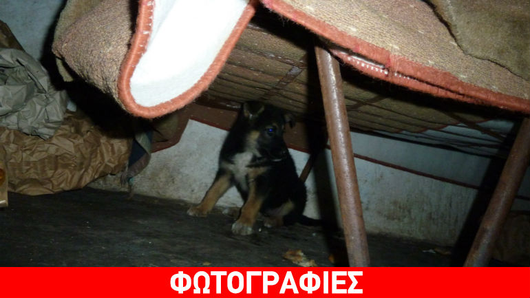 Κεφαλλονιά: Σκότωνε ζώα πετώντας τα σε πηγάδι