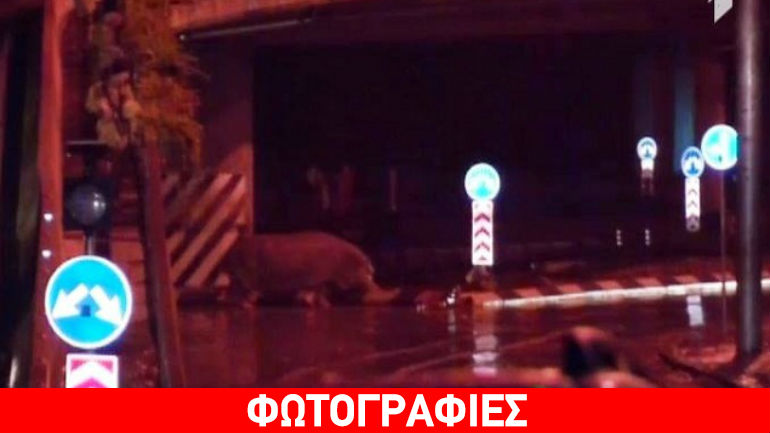 Γεωργία: Άγρια ζώα δραπέτευσαν από ζωολογικό κήπο εξαιτίας νεροποντής