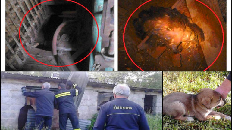 Κλείδωσε κουτάβια σε οίκημα γεμάτο ποντικοφάρμακο