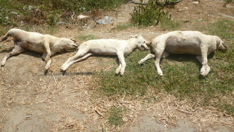 Ηράκλειο: Τρία σκυλάκια νεκρά από φόλες