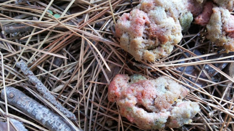 Πάργα: Έριξαν κιμά με ποντικοφάρμακο για να εξοντώσουν τα αδέσποτα