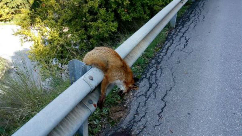 Πήλιο: Νεκρό αλεπουδάκι που παρασύρθηκε από αυτοκίνητο