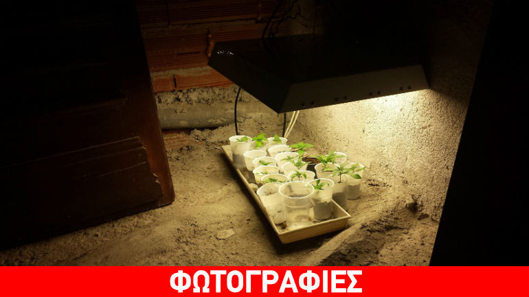 Νάουσα: Η έφοδος της Δίωξης Ναρκωτικών αποκάλυψε… «λαβράκι»