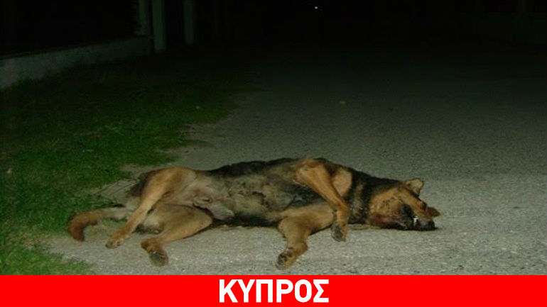 Σοκ στην Κύπρο: Ελλαδίτης κατηγορείται για τον θάνατο 17 σκυλιών