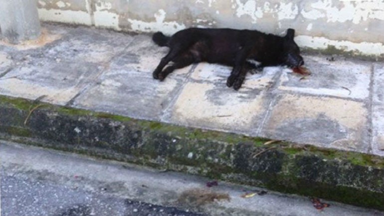 Ξάνθη: Πυροβόλησε τον σκύλο της γειτόνισσας γιατί μπήκε στην αυλή του