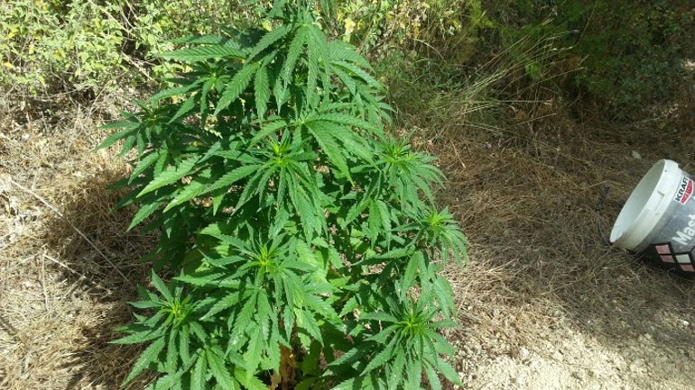 Χίος: Το… δεντράκι τον έβαλε σε μπελάδες