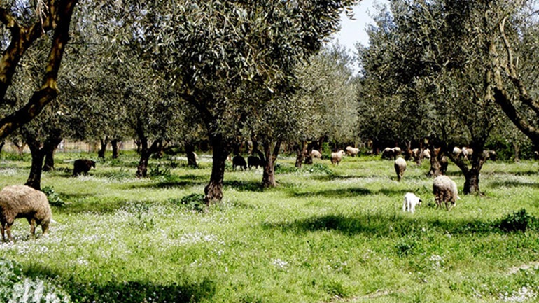 Αγρίνιο: Συνέλαβαν τον δολοφόνο του 68χρονου