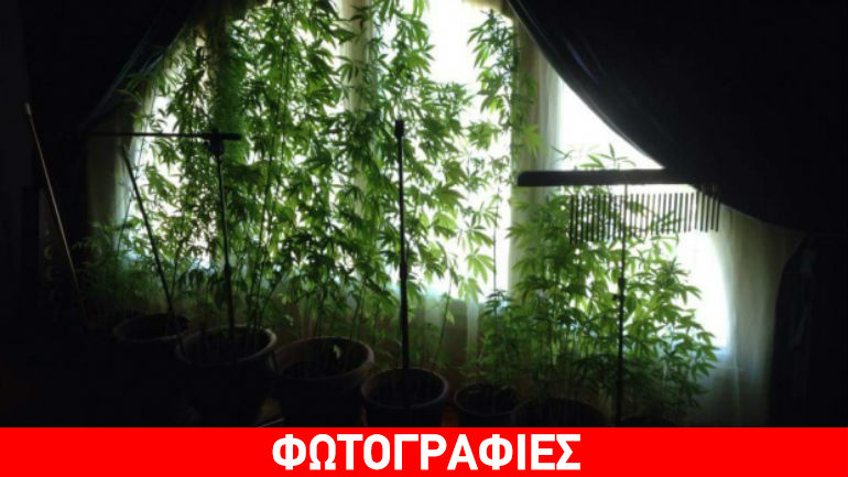 Χίος: Είχε στο σπίτι του ολόκληρη χασισοφυτεία