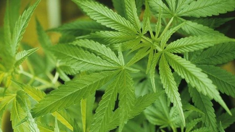 Κρήτη: Έξι συλλήψεις για ναρκωτικά μέσα σε μία ημέρα