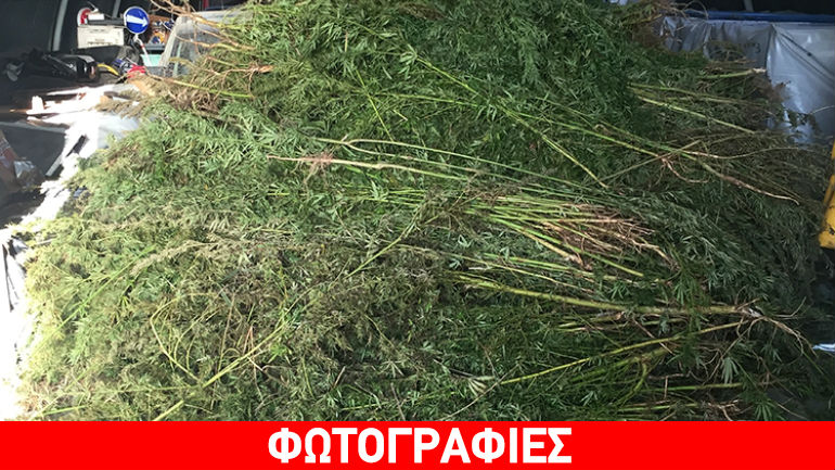 Ορεστιάδα: Εντόπισαν περισσότερα από 3.000 δενδρύλλια κάνναβης