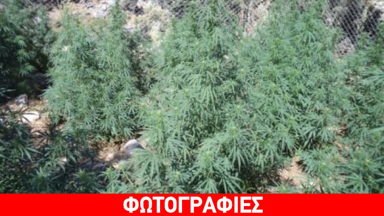 Κρήτη: Η έρευνα αποκάλυψε 17 χασισοφυτείες με 1.750 δενδρύλλια