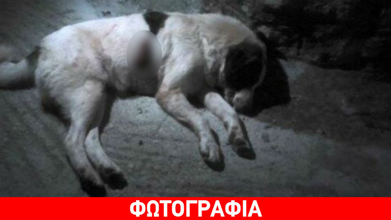 Φωκίδα: Πυροβόλησε σκύλο εν ψυχρώ στην πλατεία του χωριού
