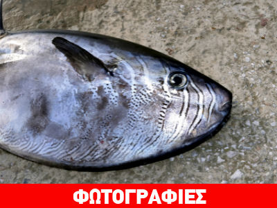 Σκόπελος: Σπάνιο ψάρι στα δίχτυα ψαράδων