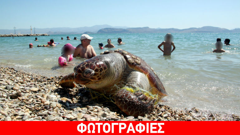 Αργολίδα: Χελώνα καρέτα-καρέτα βρέθηκε νεκρή σε παραλία