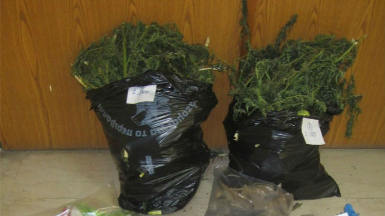 Φθιώτιδα: Το ποιμνιοστάσιο έκρυβε κάνναβη