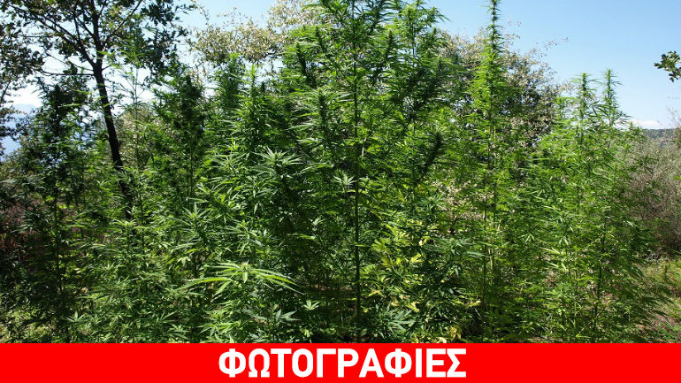 Σπάρτη: Χειροπέδες για 366 δενδρύλλια κάνναβης