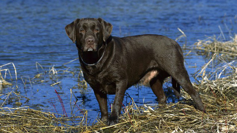 ΗΠΑ: Η… «Σκανδάλη» πυροβόλησε την ιδιοκτήτριά της