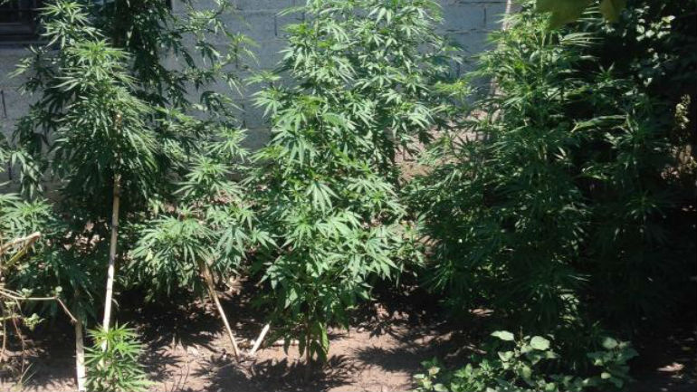 Μεσσηνία: Τα δενδρύλια κάνναβης ξεπερνούσαν τα δύο μέτρα Μεσσηνία: Τα δενδρύλια κάνναβης ξεπερνούσαν τα δύο μέτρα