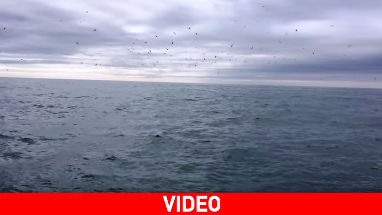 Χάζευε τους γλάρους όταν…