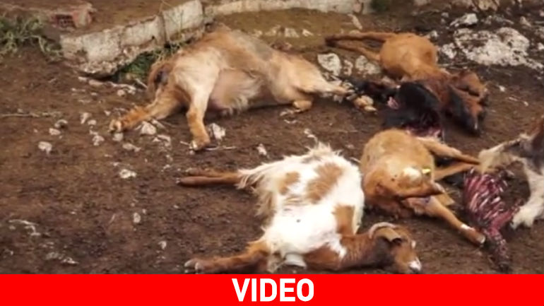 Κοζάνη: Αγέλη λύκων «κατασπάραξε» κοπάδι