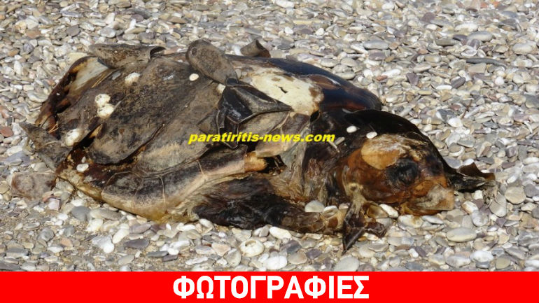 Ναύπλιο: Νεκρή χελώνα «ξεχασμένη» σε παραλία
