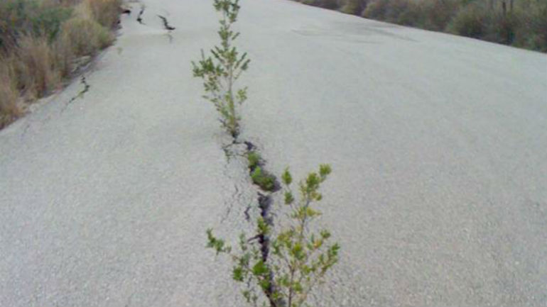 Μεσσηνία: Η άσφαλτος «γέννησε» δέντρα