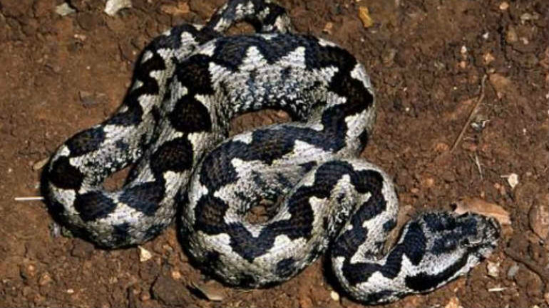 Πάτρα: Δηλητηριώδες φίδι εισέβαλε στο σπίτι πολυμελούς οικογένειας