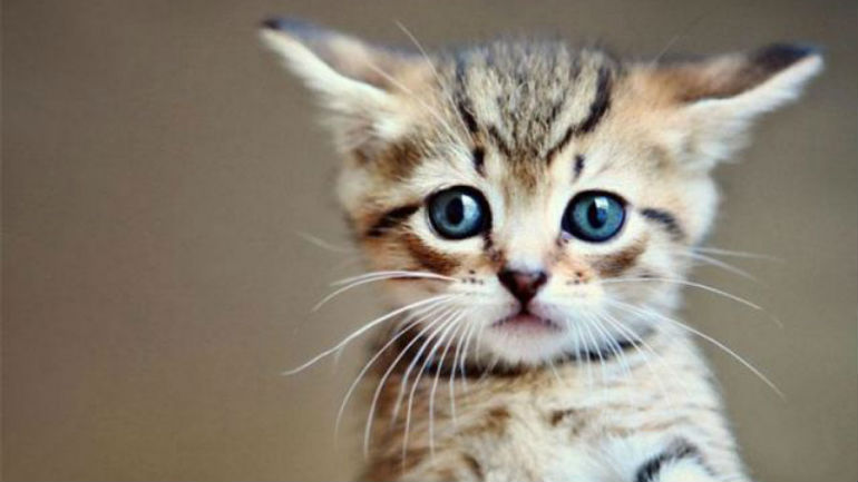 Λαμία: Νεαροί σκότωσαν γατάκι… για πλάκα