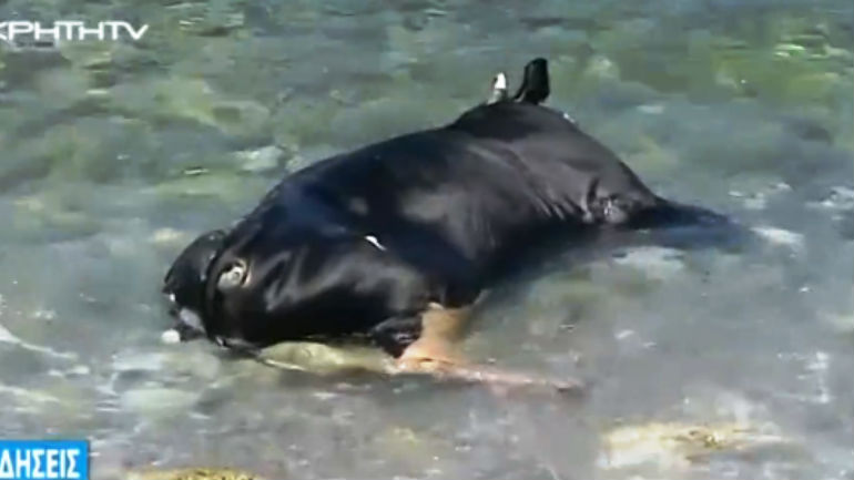 Κρήτη: Η θάλασσα ξέβρασε… αγελάδα