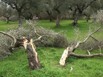 Καλαμάτα: «Τσάκισε» τους αγρότες η κακοκαιρία