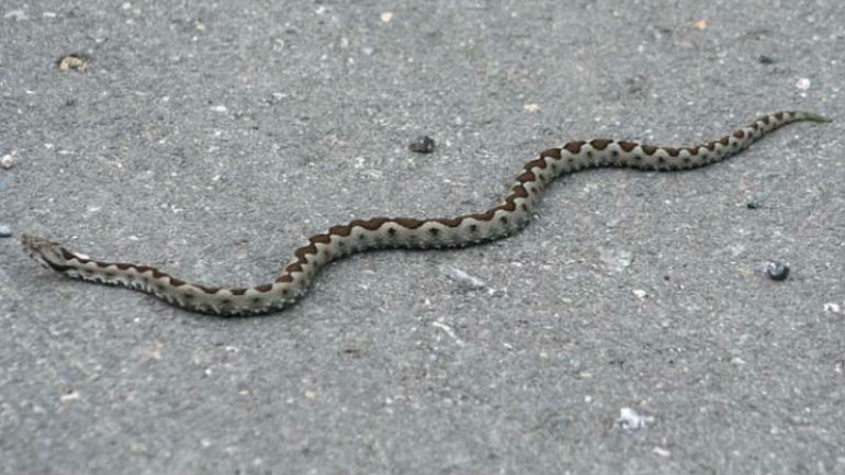 Βόλος: Φίδι «επιτέθηκε» σε ηλικιωμένη