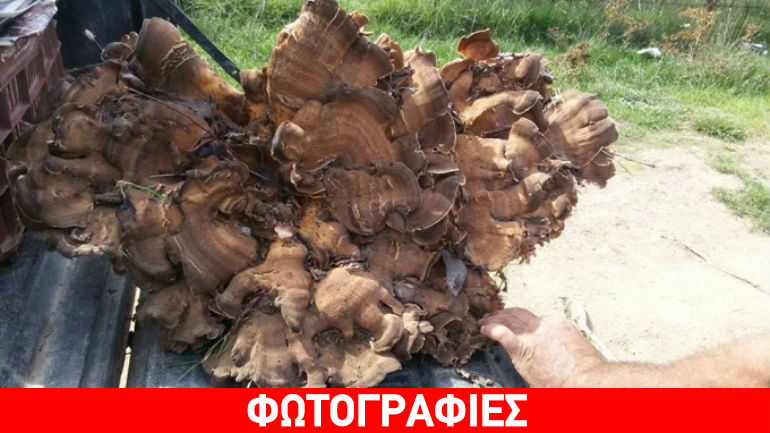 Ηράκλειο: Μανιτάρι βάρους… 13 κιλών