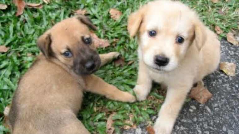 Λάρισα: Πυροβολεί αδέσποτα και τα παρασέρνει με το αυτοκίνητό του