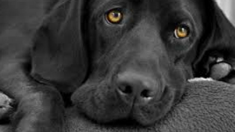 Γαστούνη: Έσερνε νεκρό σκύλο με το μηχανάκι του