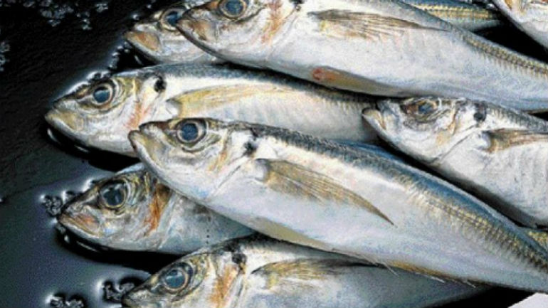 Πάτρα: 150 κιλά ψάρια από την ιχθυόσκαλα… σε ευαγή ιδρύματα