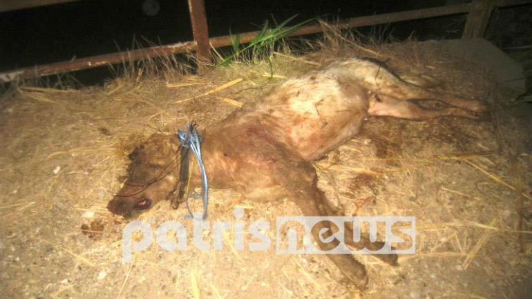 Ηλεία: Πυροβόλησε και έσυρε σκύλο με το αυτοκίνητό του