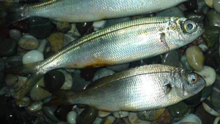 Χανιά: Η ψαριά κατέληξε σε ευαγή ιδρύματα