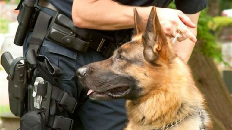 Τρίκαλα: Έφοδος σε σπίτι με δενδρύλλια κάνναβης