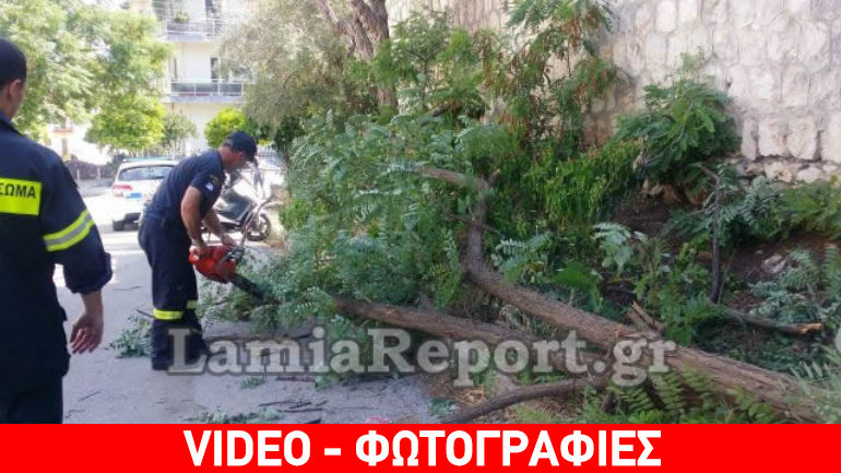 Λαμία: Τεράστια ακακία έπεσε στον δρόμο